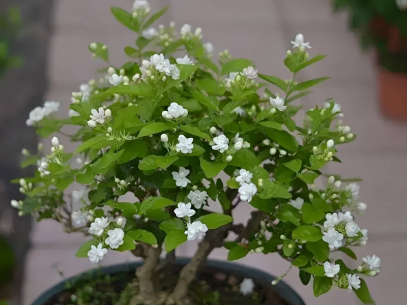 Top 5 loài cây cảnh biến ngôi nhà thành ‘lọ nước hoa tự nhiên’